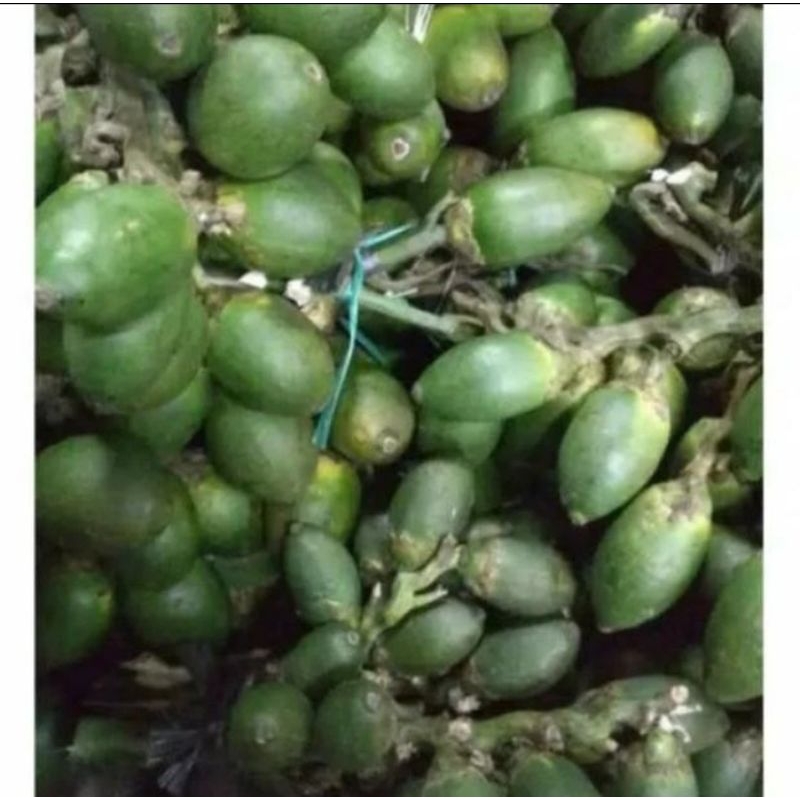 

buah pinang muda masih pentil bisa cod