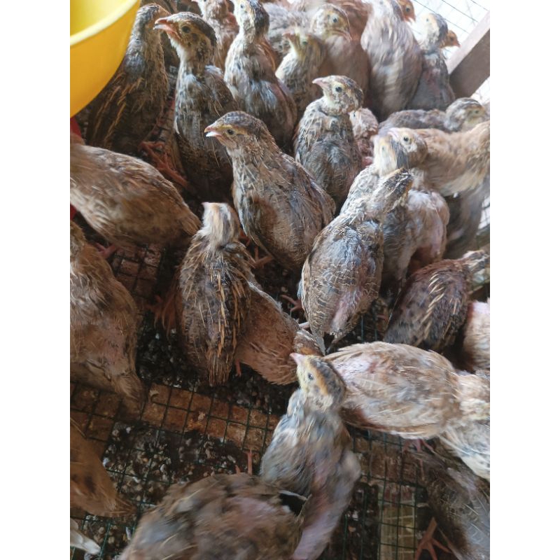 

Puyuh Afkir - Burung Puyuh Hidup Siap Potong - Puyuh Pedaging