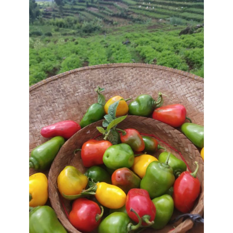 

cabe dieng//cabe gendhot ORGANIK kwalitas super >>500gr