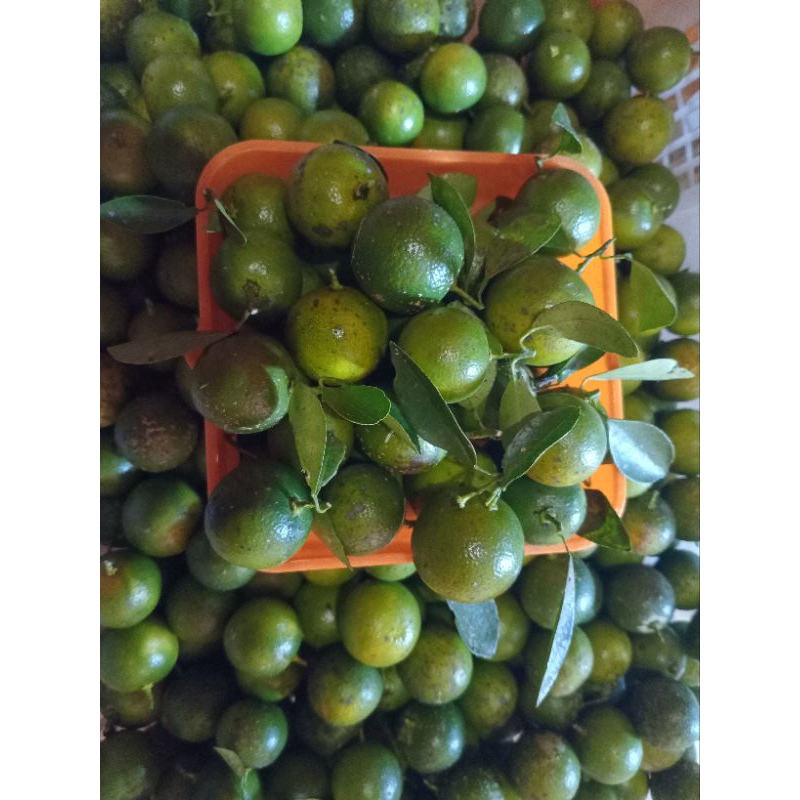 

1.kg jeruk sonkit/jeeuk kasturi/jeruk kunci/jeruk lemon cui segar