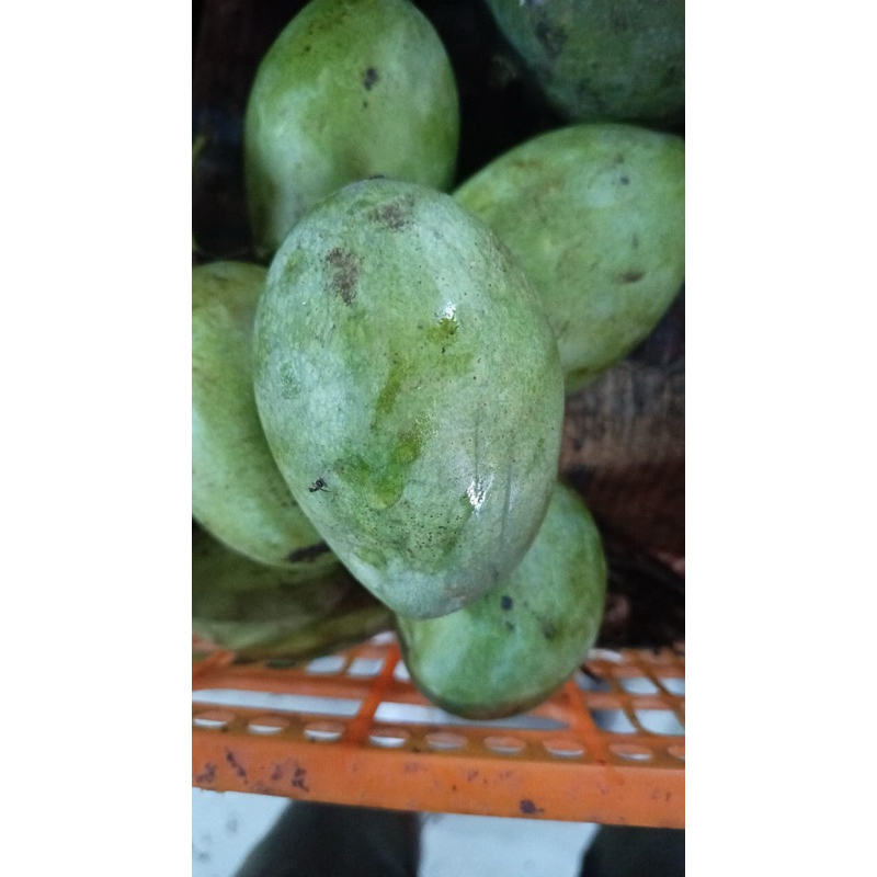 

Mangga Madu