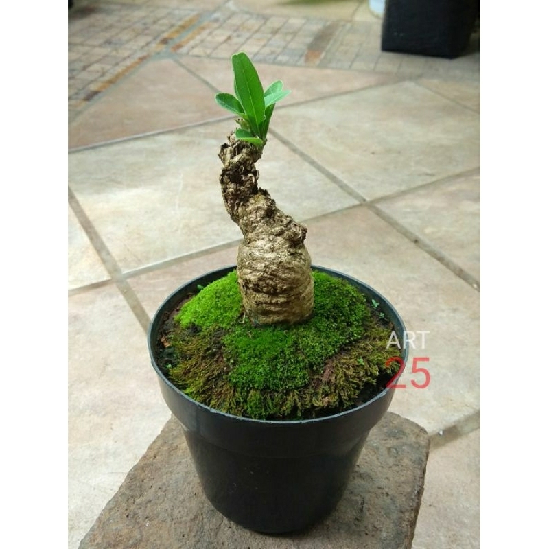 Tabebuia Aurea Bahan Bonsai Tabebuya Bunga Kuning Sesuai Foto