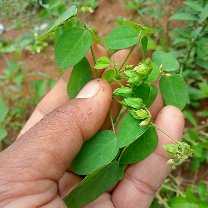

Calincing segar Herbal spesial (250gram/kemasan)