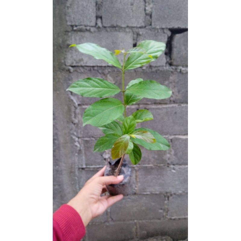 Bibit Melati Belanda