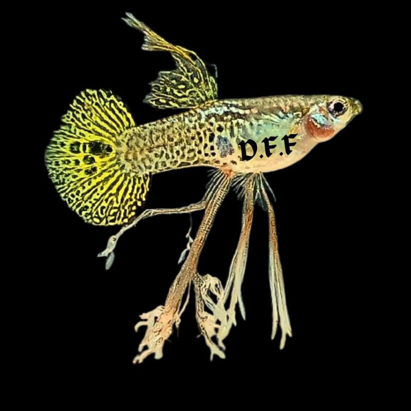 

kardus packing - SS yellow l4ce r0und t4il rib0n & n0rmal