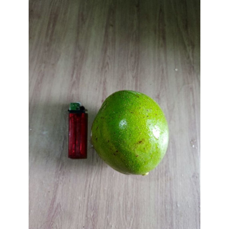 

alpukat mentega super (dikirim dalam keadaan mentah dan fresh)