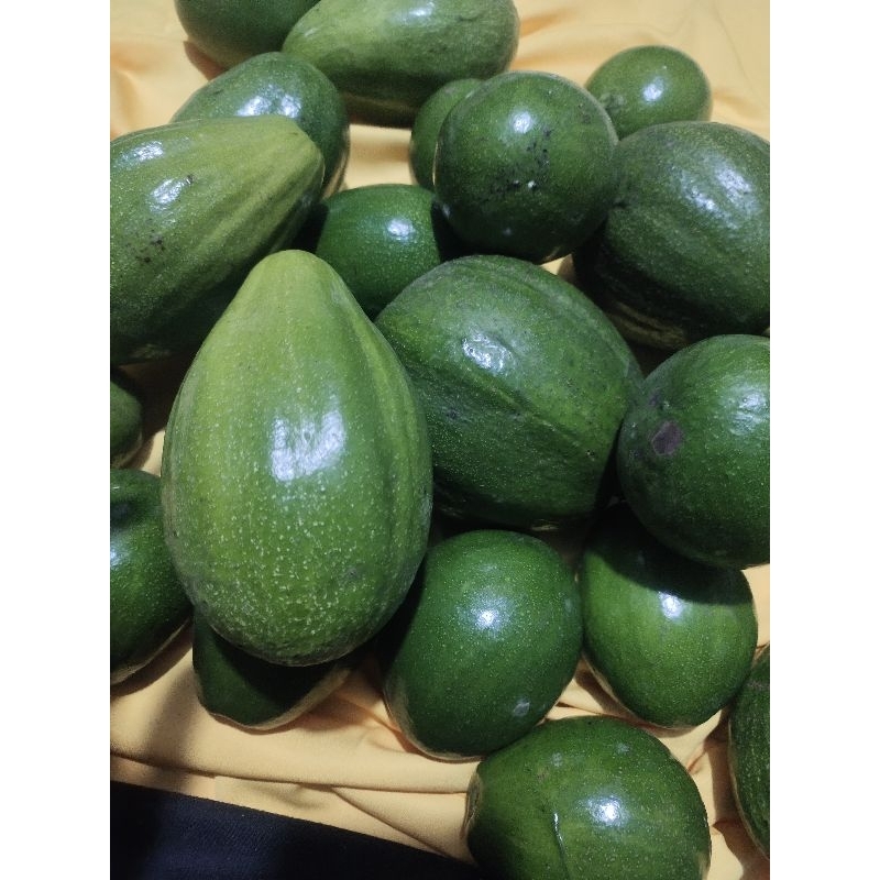 

MAKRIFATBUSINESS Paket 1 Kg 2 - 5 Buah APUKAT ALIGATOR MARKUS MIKI MENTEGA Langsung Petik Pohon Saat Order