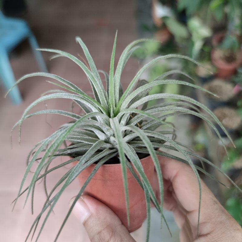 Tanaman Hias Tillandsia