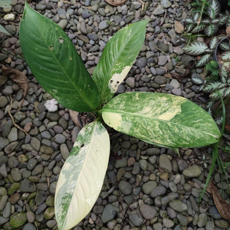 Dieffenbachia Varigata