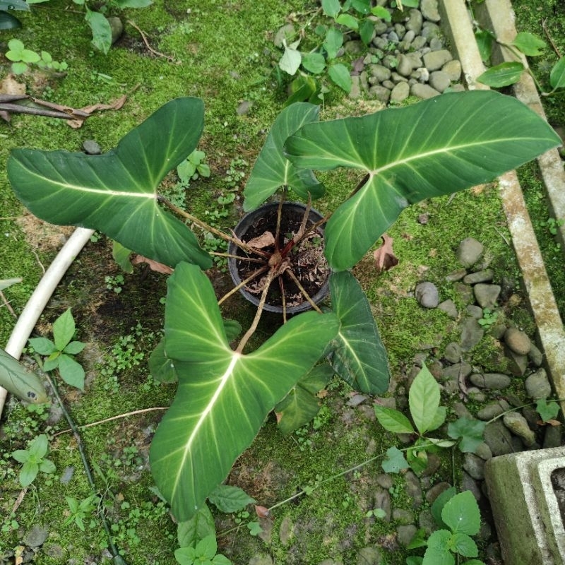 Tanaman Hias Adelonema Crinipes