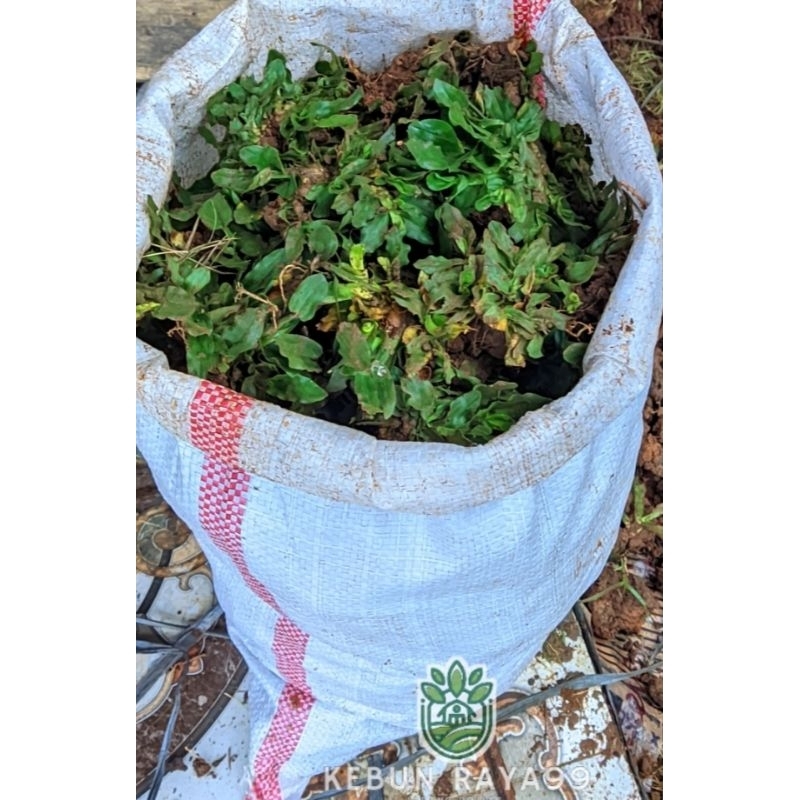 KEBUN RAYA-Rumput Gajah Mini  1 Karung