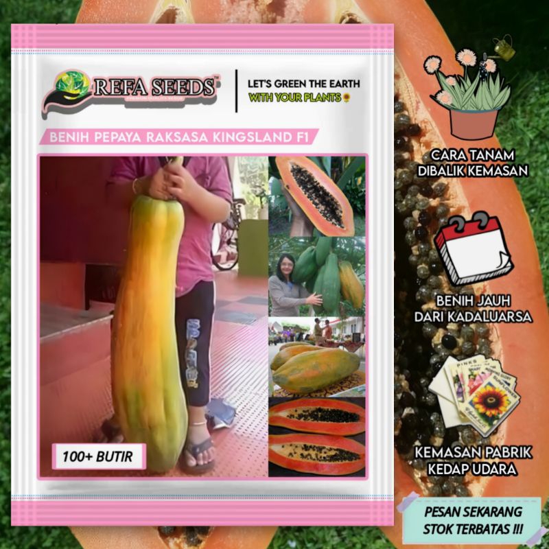 REFA (100 Biji) Benih Pepaya Raksasa Kingsland F1 Kemasan Original/ Pepaya Raksasa / pepaya Bangkok