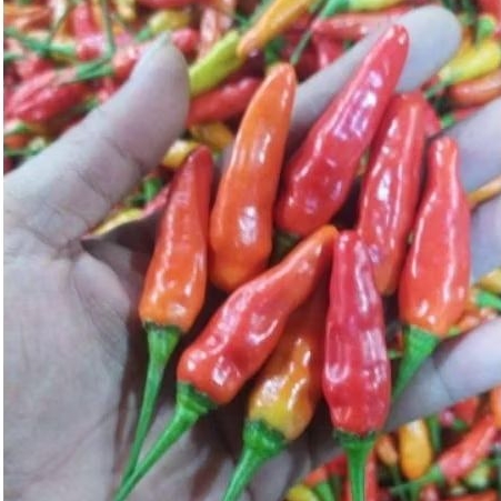 

CABE / CABAI RAWIT MERAH 1KG