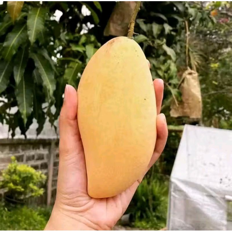 Bibit tanaman mangga chokanan asli okulasi