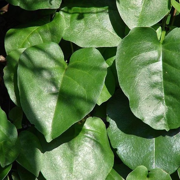 

daun binahong segar 100g