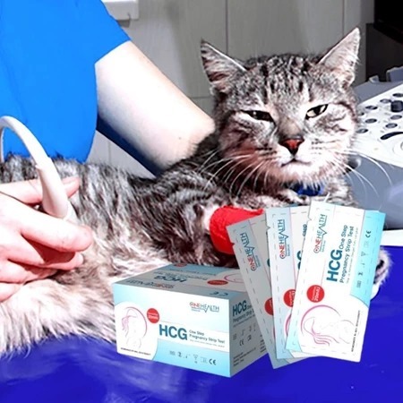 TEST PACK - Alat Untuk Mengetahui Kucing Hamil Tes Kehamilan Kucing Testpack Pregnancy Strip Bayi Ku