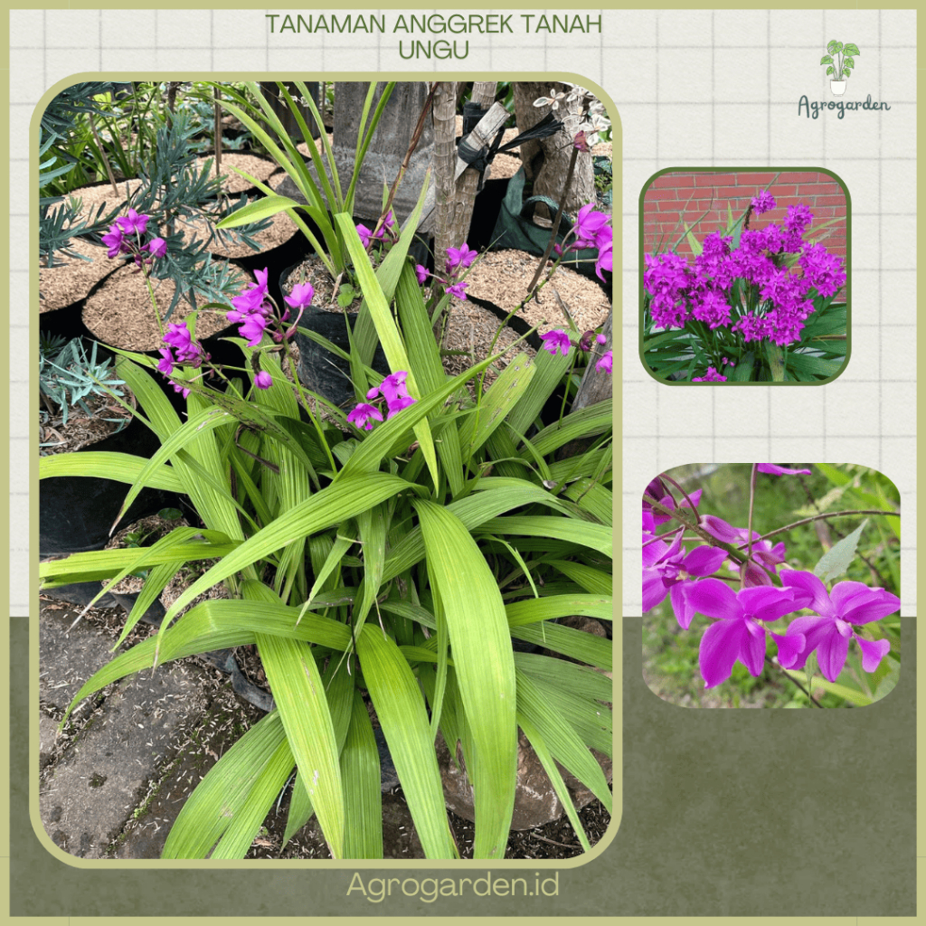 Tanaman Hias Anggrek Tanah Ungu - Anggrek Tanah Ungu / Mudah Berbunga - Anggrek Tanah Ungu KONDISI S