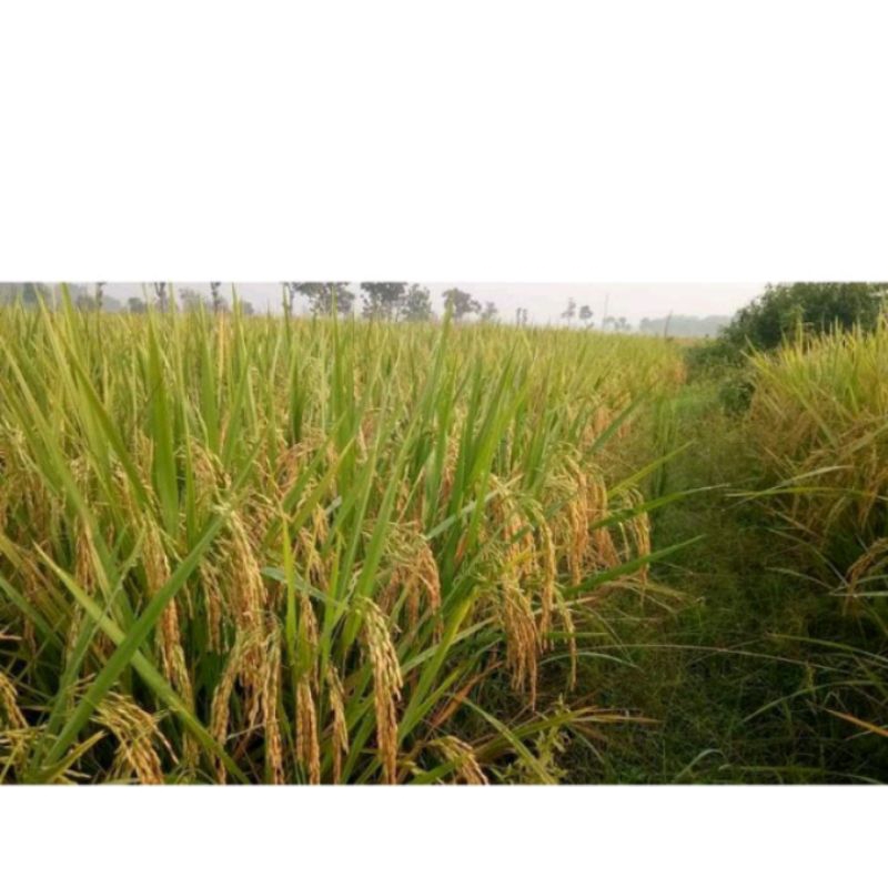 bibit padi sedayu super unggul