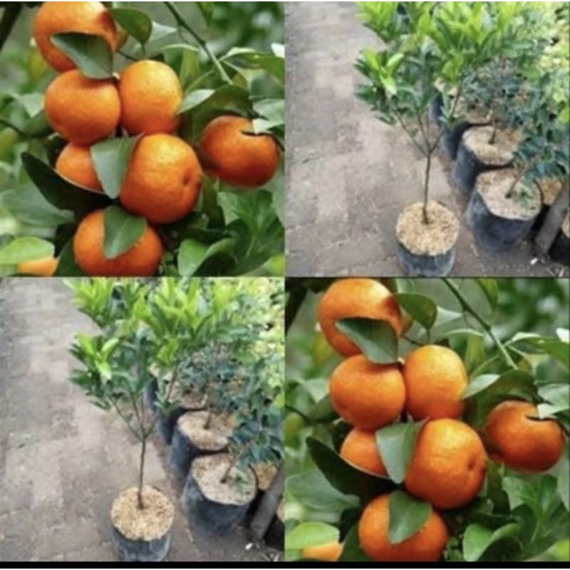 

tanaman jeruk santang madu tinggi 55 cm