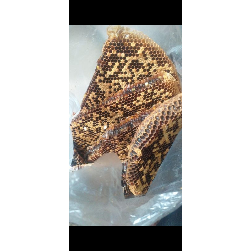 

MADU KELANCENG/TEWEL(Trigona)100% MURNI ALAMI DARI HUTAN LIAR OLEH PETANI KAMPUNG BUKAN DARI PETERNAKAN.