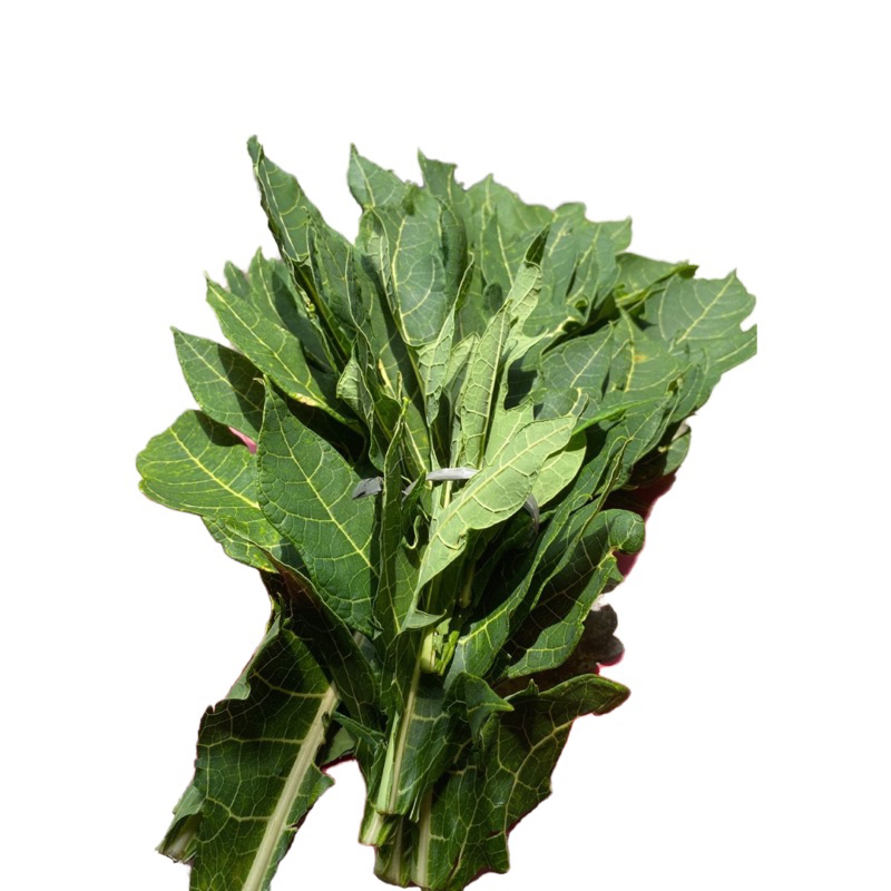 

daun pepaya per ikat