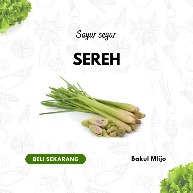

SEREH SEGAR 1 IKAT SAYUR SEGAR SIDOARJO