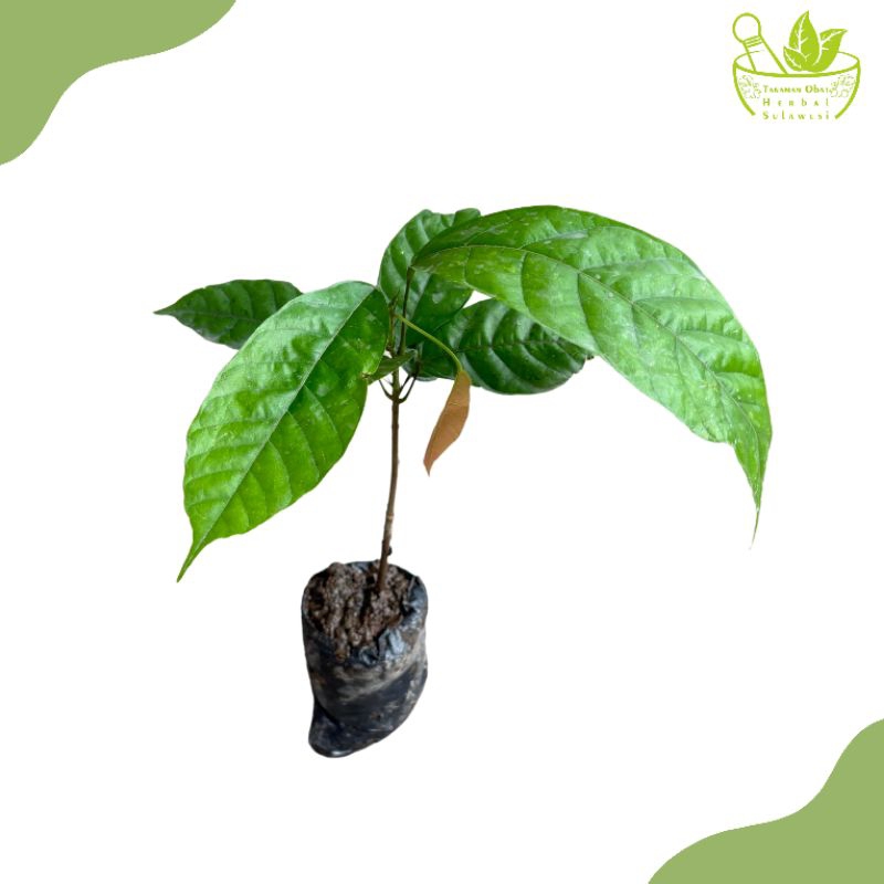 Tanaman Coklat Kakao/Bibit Tanaman Kakao