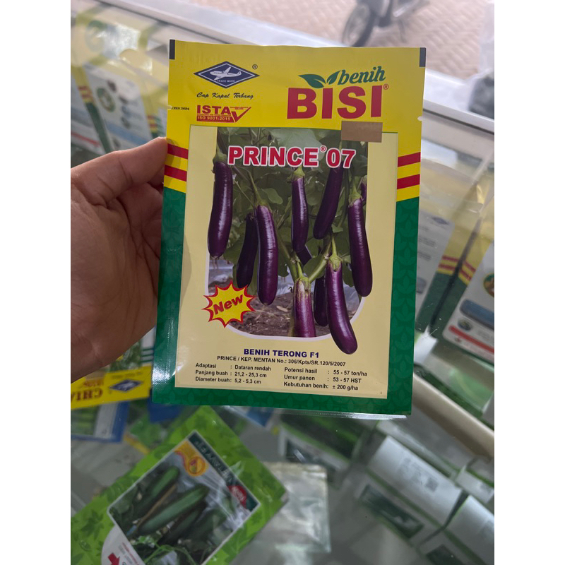 benih terong prince 07