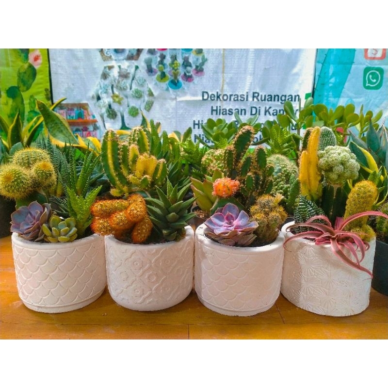 kaktus warna wrani &pot semen 10cm lengkap media tanam& batu hias
