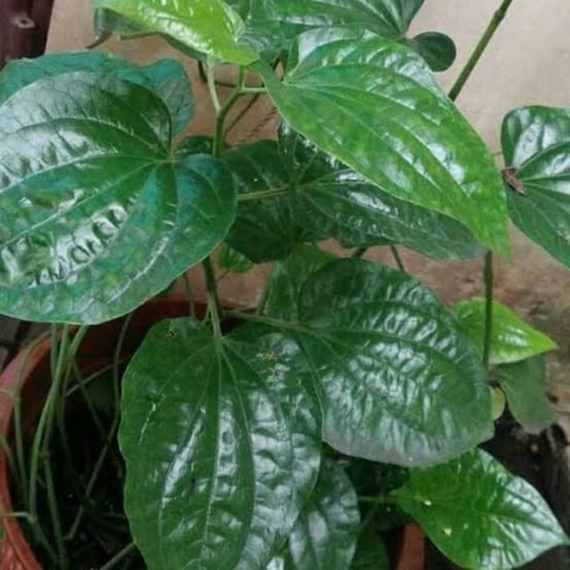 

200 gram daun karuk segar, daun sirih tanah. daun tanaman herbal karuk.Piper sarmentosum