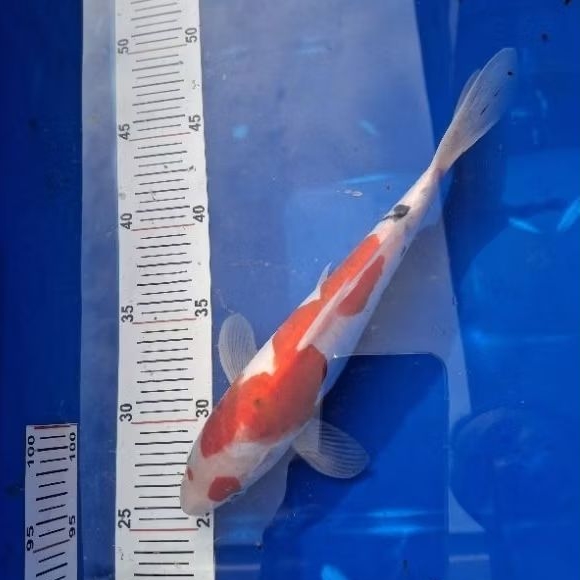 sanke koi doitsu ikan koi