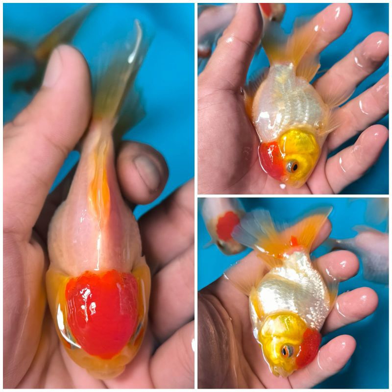 Ikan Mas Koki Oranda Red Cup