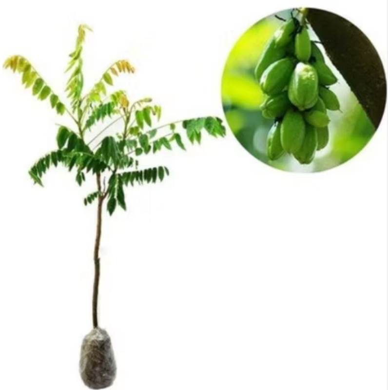 Pohon buah belimbing wuluh / tanaman buah belimbing wuluh segar
