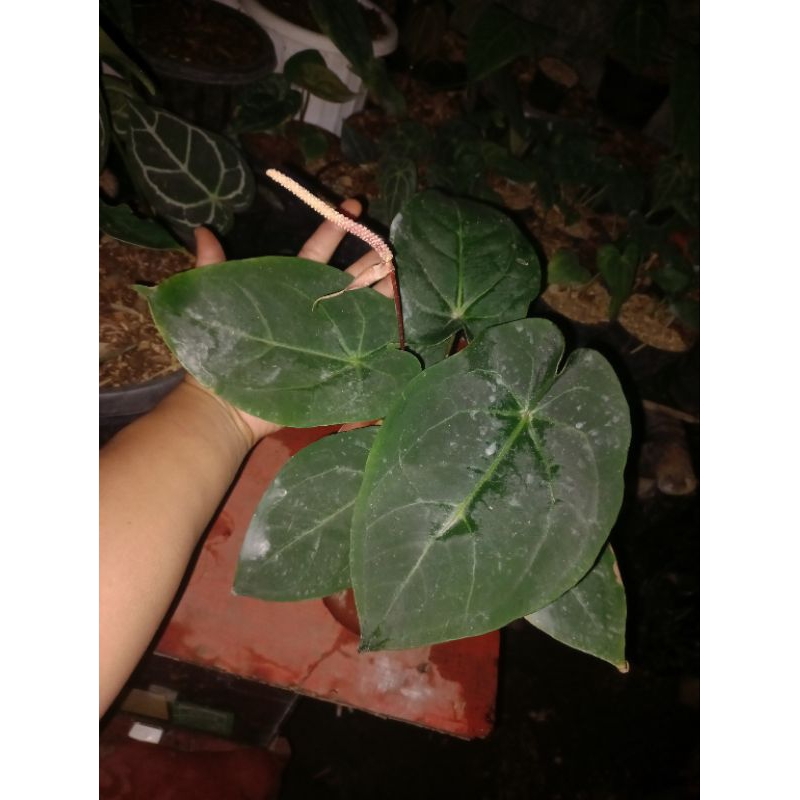 Tanaman Hias Antharium Forgetti Hybrid (Anth.Forgetti X Anth.Dresleri )