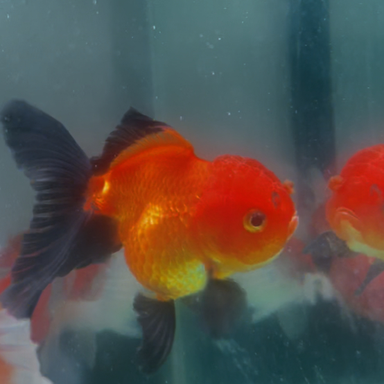 Ikan GoldFish Oranda Black RB | Ikan Mas Koki Oranda Red Black RB | Ikan Mas Koki GoldFish Grade A B