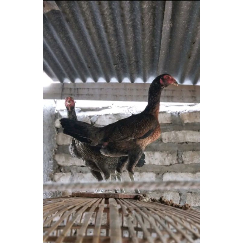 Telur feertil pakoy x Bangkok super lock