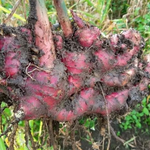 

jahe merah berkualitas tinggi /1 kg bersih dari tanah 99%