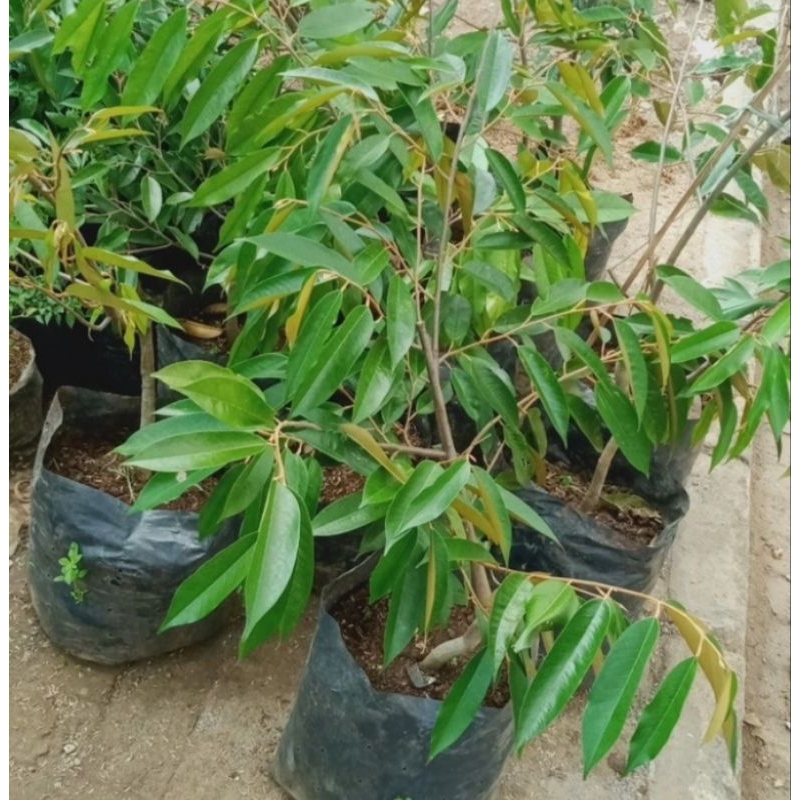 bibit buah durian musang king 1 meter.