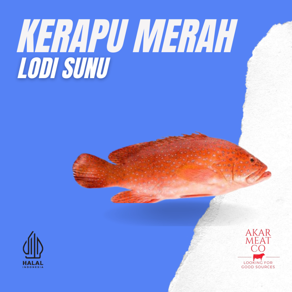 Kerapu Lodi Kerapu Sunu Kerapu Merah Ikan Fresh Ikan Segar