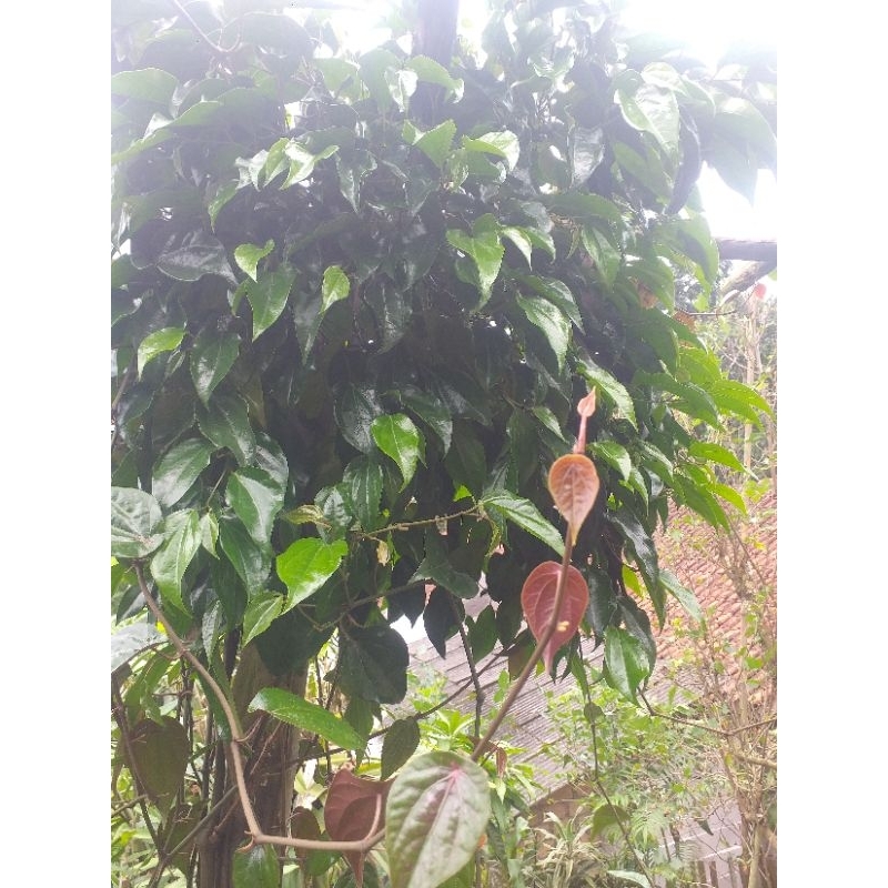 

sirih merah tapi hijau