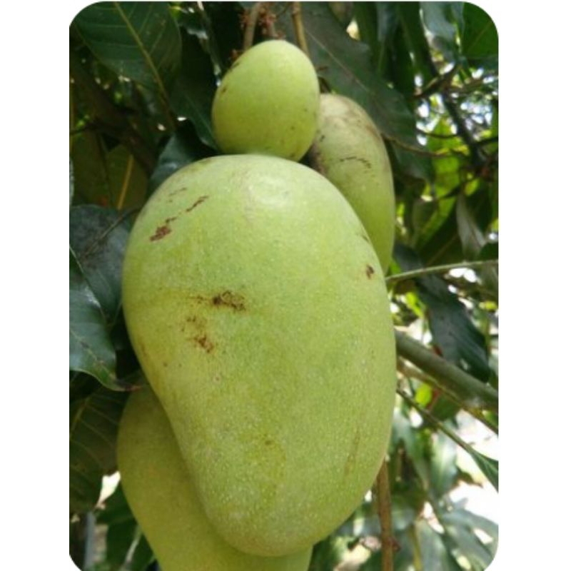 

Mangga Muda / Pencit - 500gram