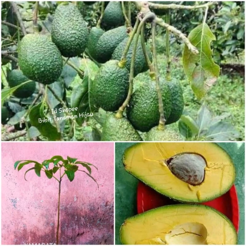 Bibit Alpukat Hass