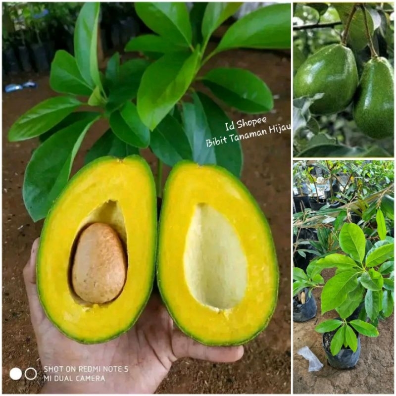 Bibit Alpukat Mentega Madu Jumbo