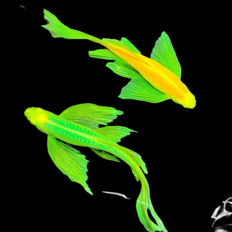 

stiker premium tica 10_12