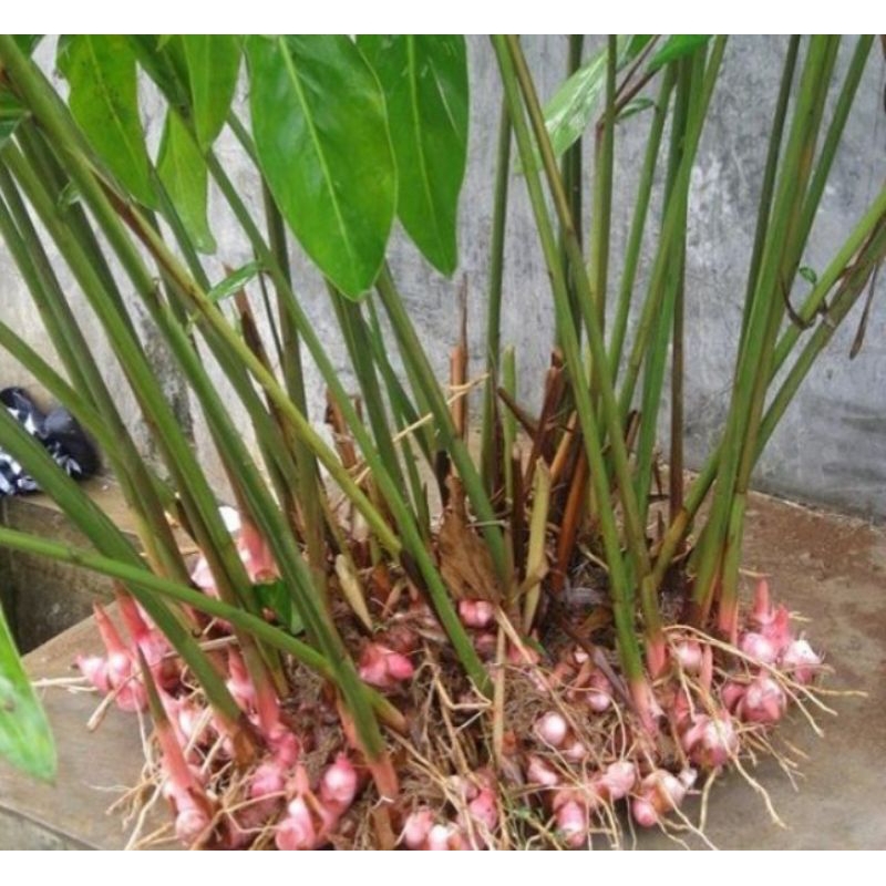 

lengkuas merah atau laos merah 1 kg untuk bumbu dan herbal