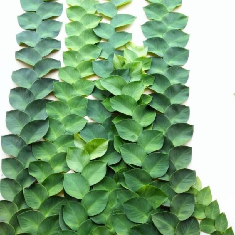 Tanaman Dollar Rambat Besar / Dolar Rambat Giant / Dolar Besar Rambat Tembok (Ficus pumila)