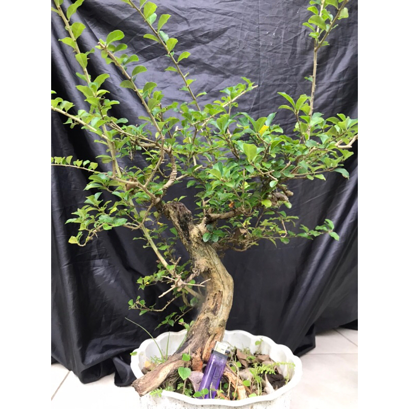 bonsai sisir bahan extrime