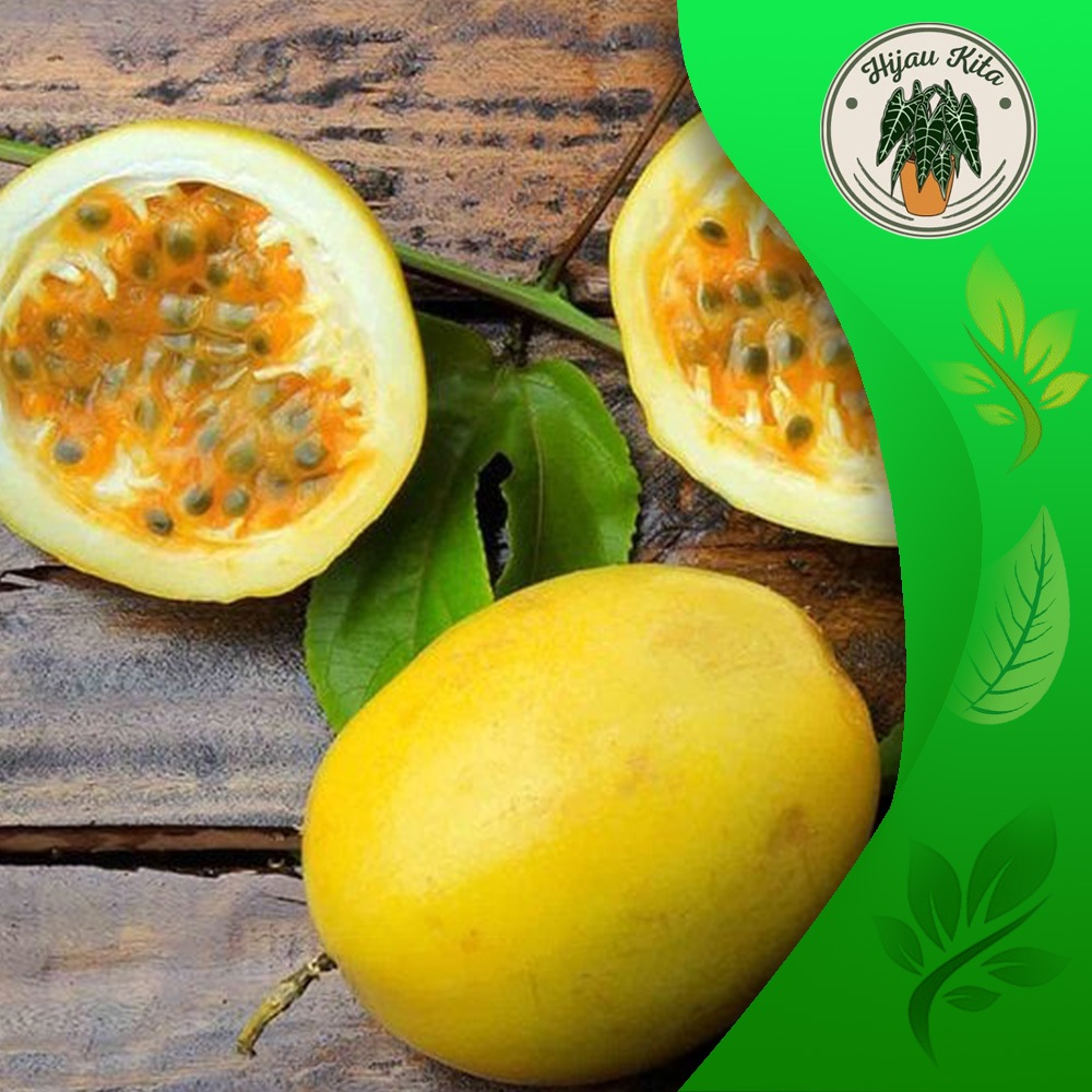 

Buah markisa segar 1kg (asam)