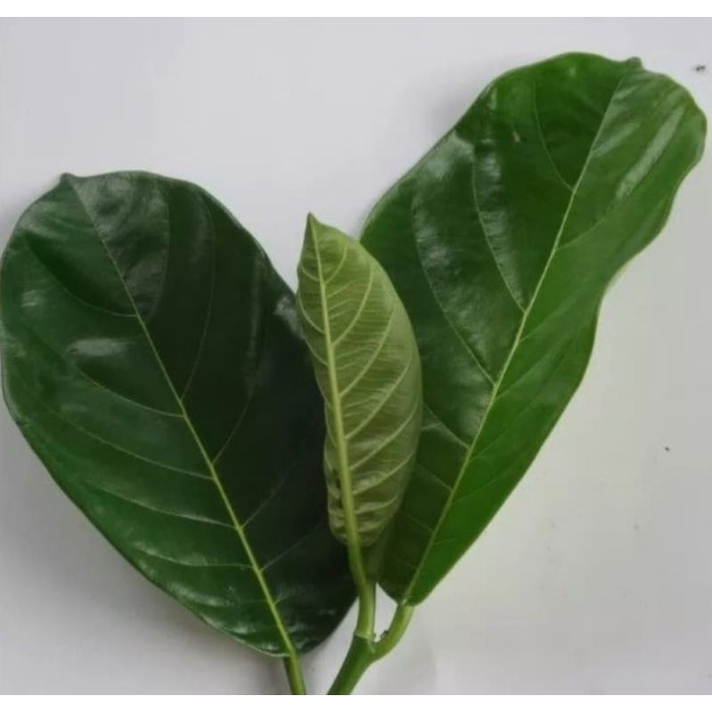 

DAUN NANGKA OBAT HERBAL TRADISONAL LANGSUNG PETIK 50 LEMBAR