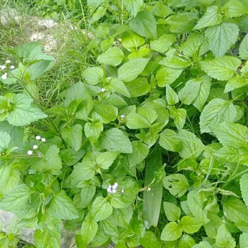 

Daun bebadotan Babadotan bandotan bandot 100 gram obat herbal